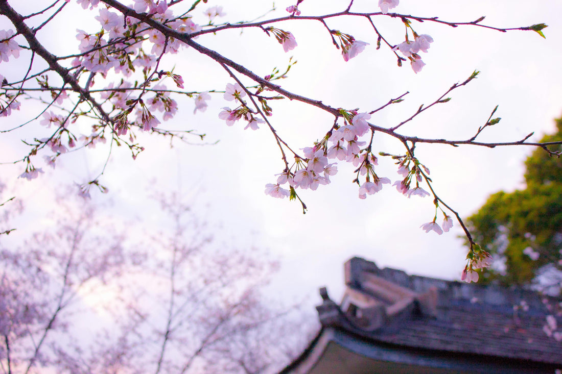 Hanami au Japon : pourquoi les cerisiers en fleurs fascinent-ils tant le monde entier ?