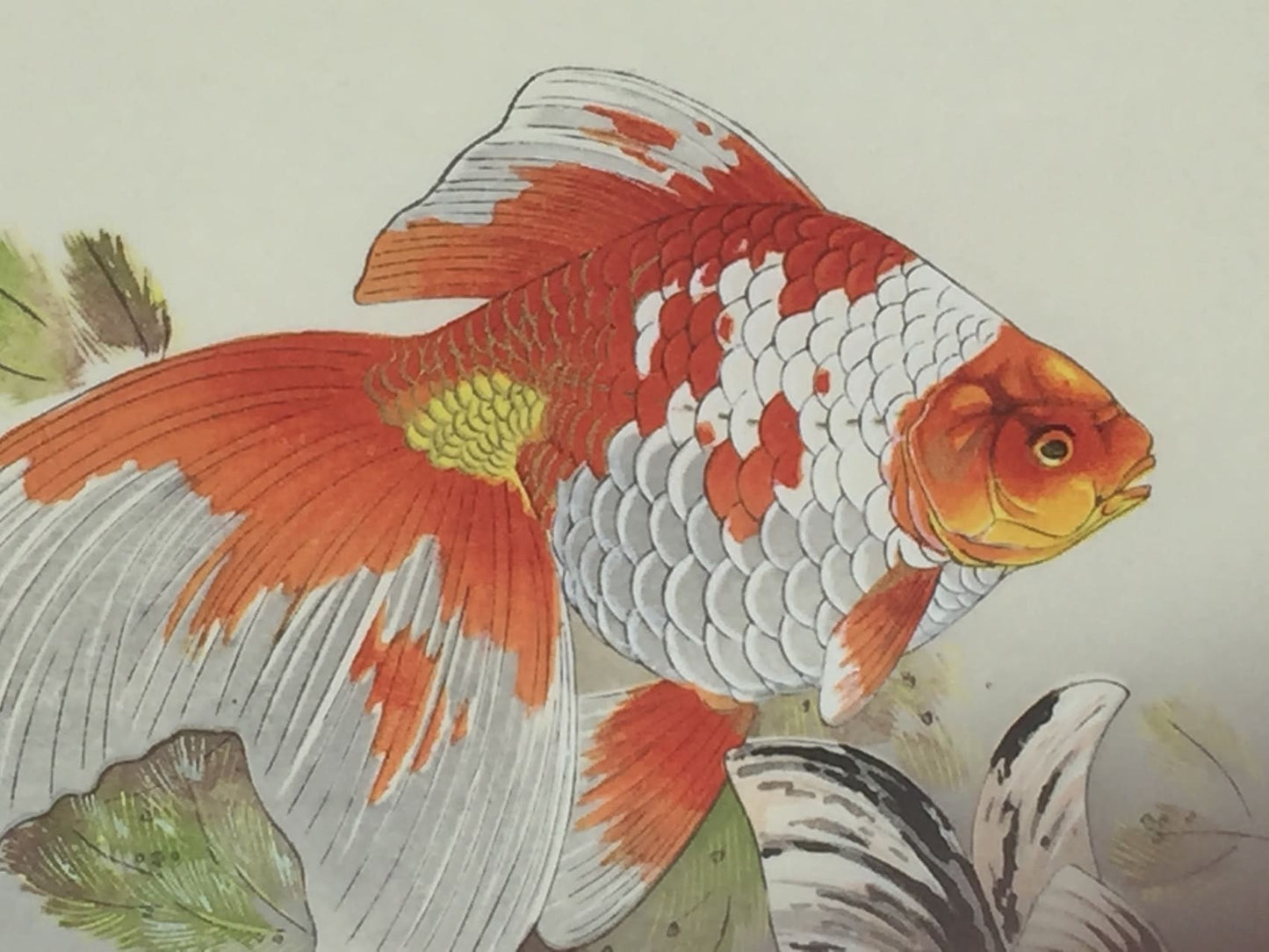 Rakuzan Tsuchiya - Poisson d'or et Médaka