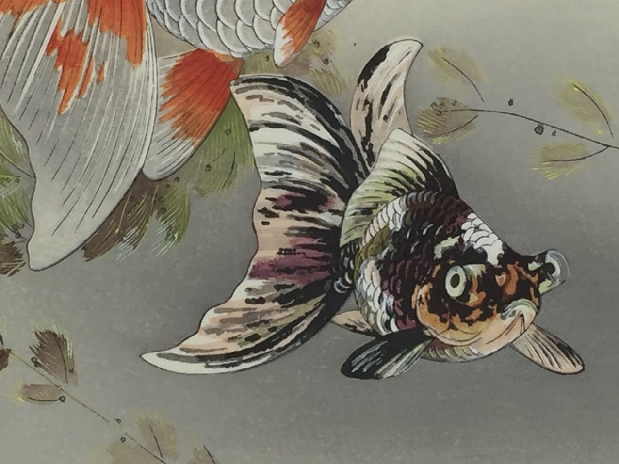 Rakuzan Tsuchiya - Poisson d'or et Médaka